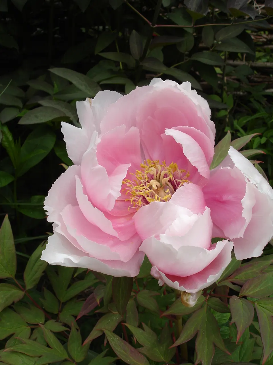 Japanese Tree Peony (Paeonia Suffruticosa) — this species is considerably frost tolerant once established; the Japanese Tree Peony is not only visually