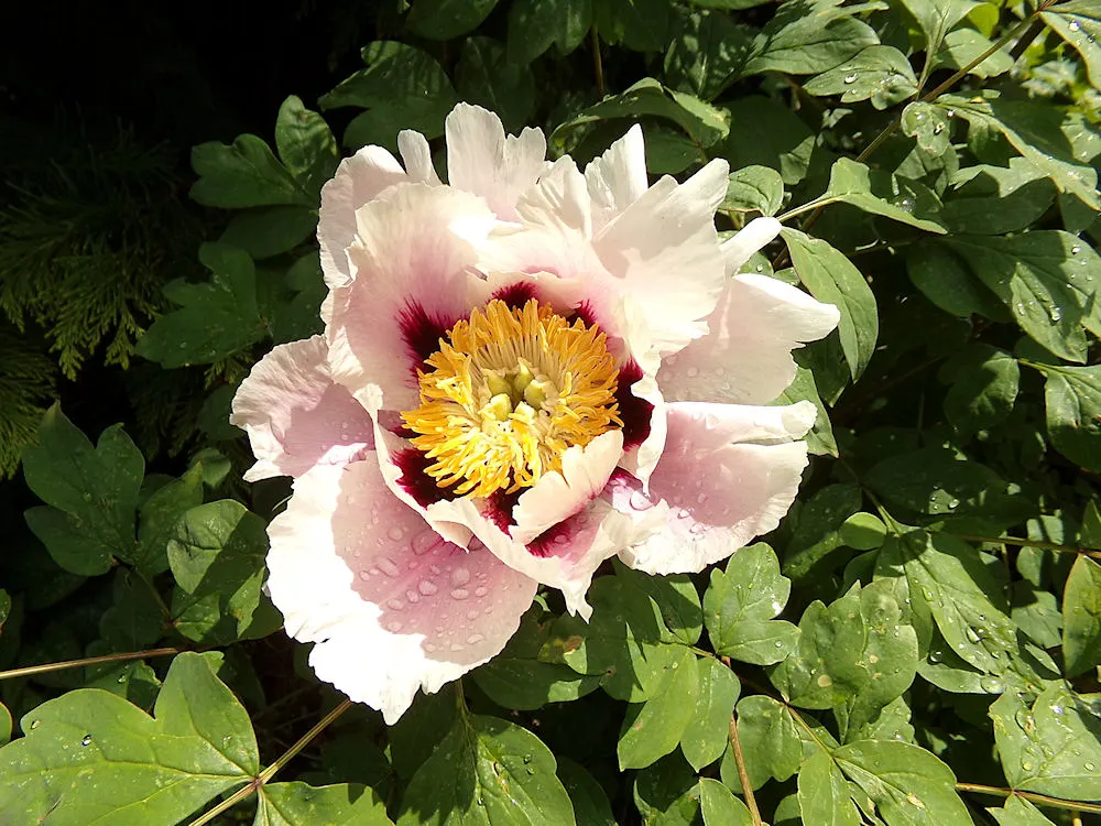 Japanese Tree Peony (Paeonia Suffruticosa) — a focal point of the plant; extravagant blooms that can reach up to 10 inches, image 76