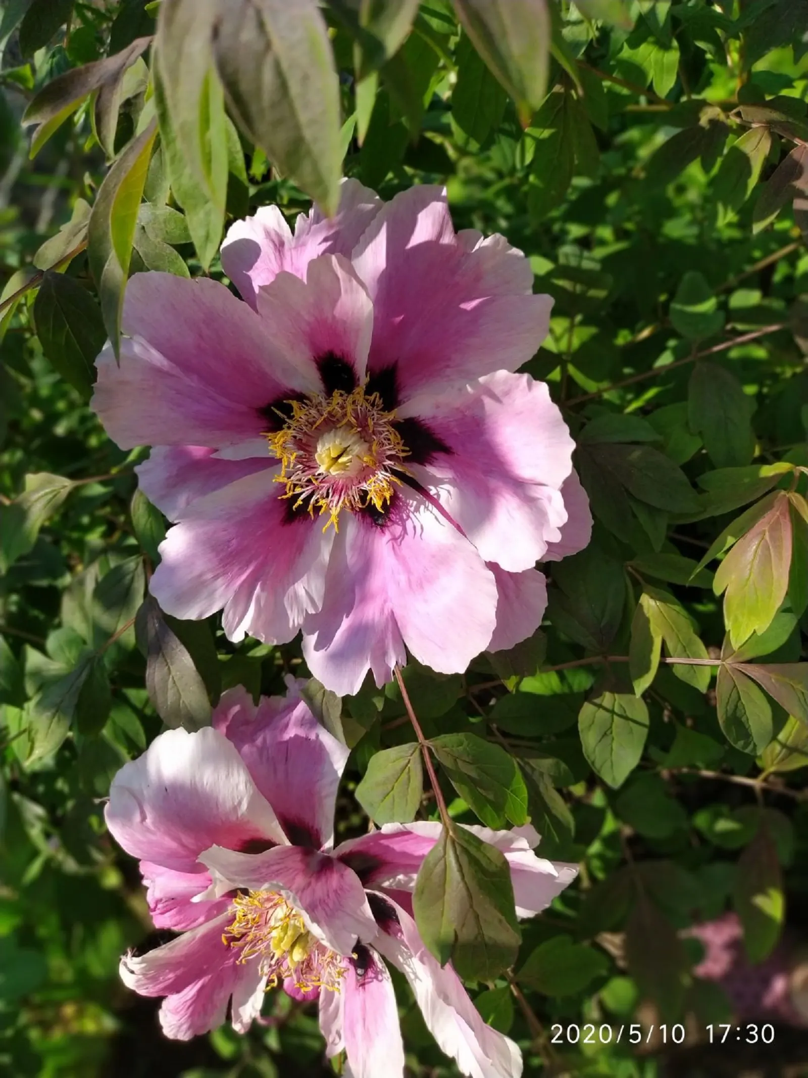 Japanese Tree Peony (Paeonia Suffruticosa) — providing a stately presence in a garden setting