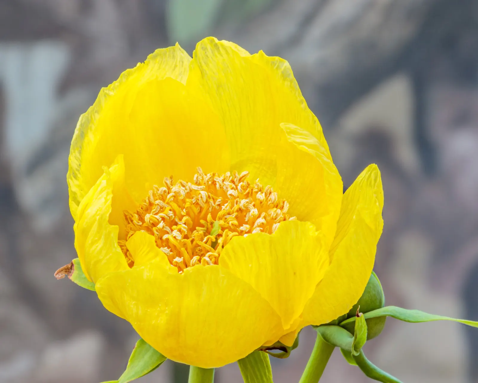 Japanese Tree Peony (Paeonia Suffruticosa) — Maturing to about 4-5 feet tall and wide, it adds vertical interest; which can damage the branches and, image 66