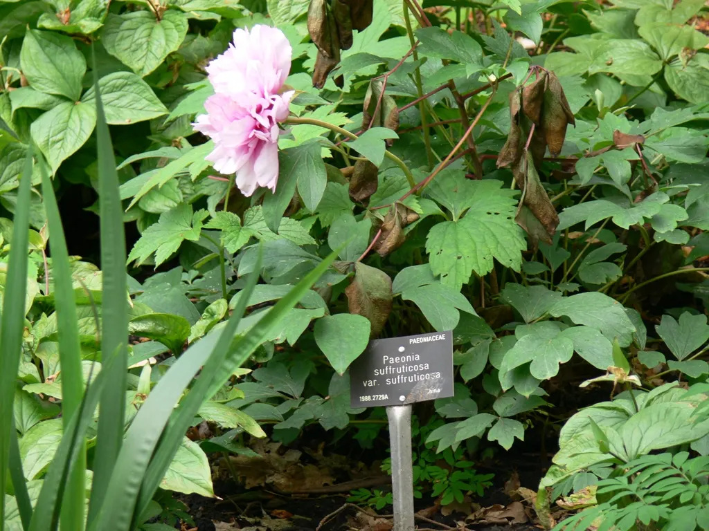 Japanese Tree Peony (Paeonia Suffruticosa) — offering a lush backdrop for the extravagant flowers that emerge in late spring.<br><br>The blossoms; regular