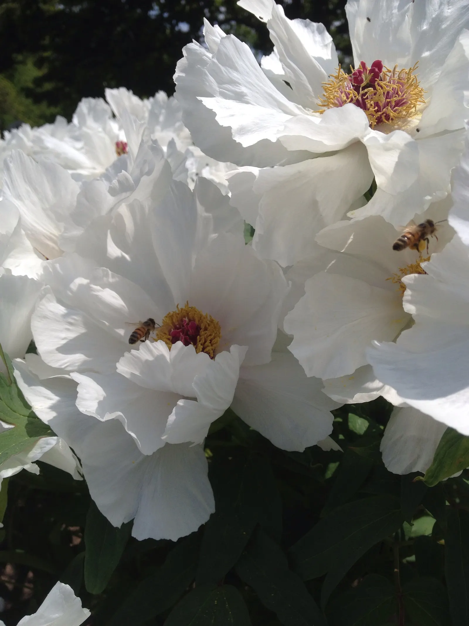 Japanese Tree Peony (Paeonia Suffruticosa) — the Japanese Tree Peony requires well-draining soil rich in organic matter; perennial with red and, image 80