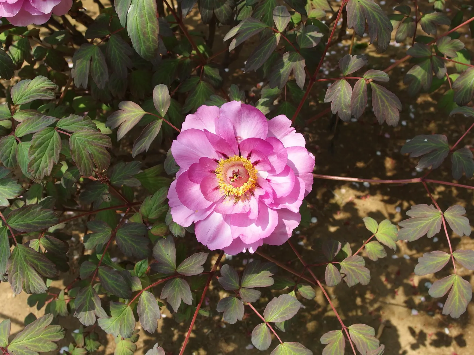 Japanese Tree Peony (Paeonia Suffruticosa) — A stunning focal point in any garden design; is a prized specimen in landscape design, image 68