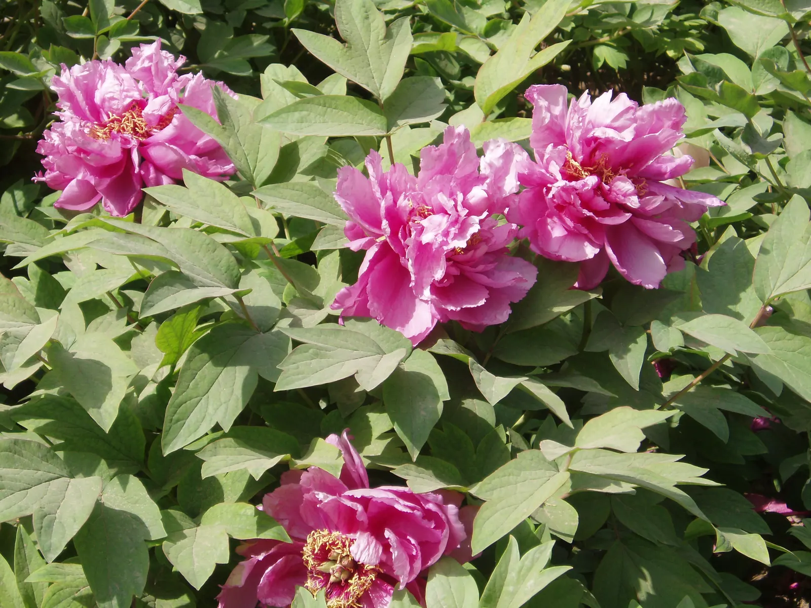 Japanese Tree Peony (Paeonia Suffruticosa) — the blooms will be more prolific and vibrant.<br><br>Hardy in USDA zones 4 through 8; it should be planted in a