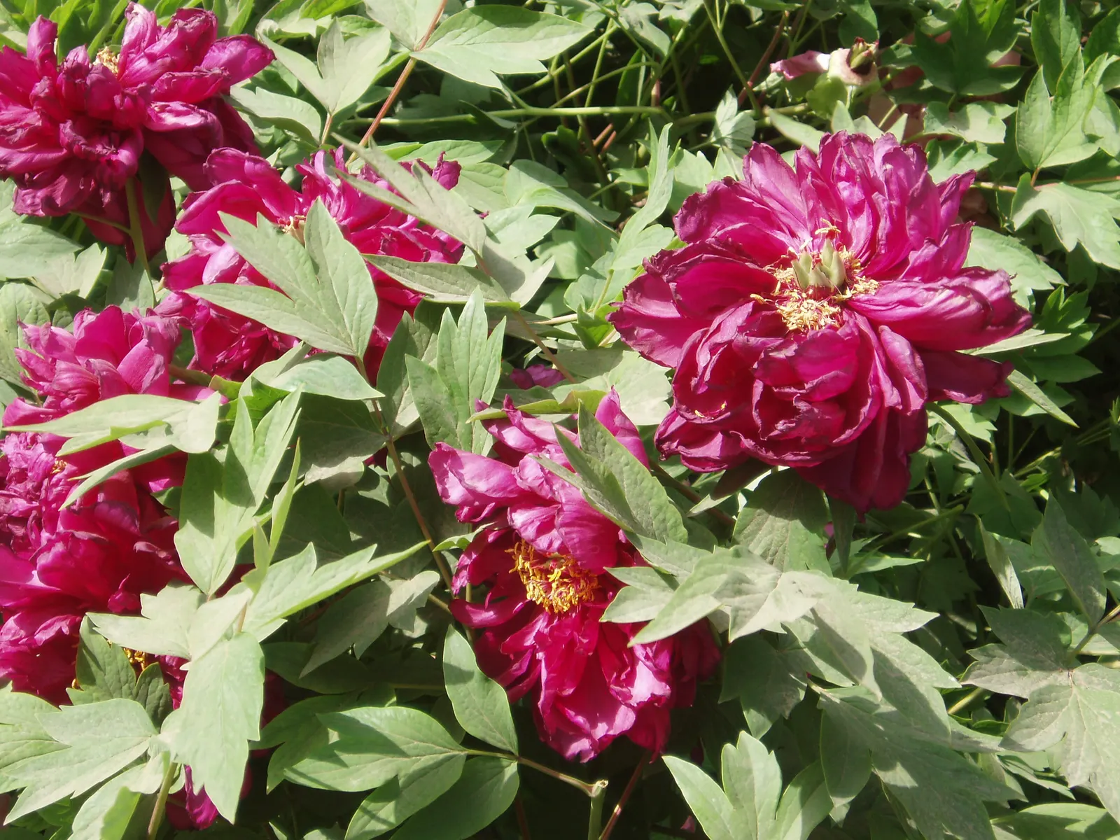 Japanese Tree Peony (Paeonia Suffruticosa) — making it a wise choice for a serene and elegant landscape design; scientifically termed Paeonia suffruticosa
