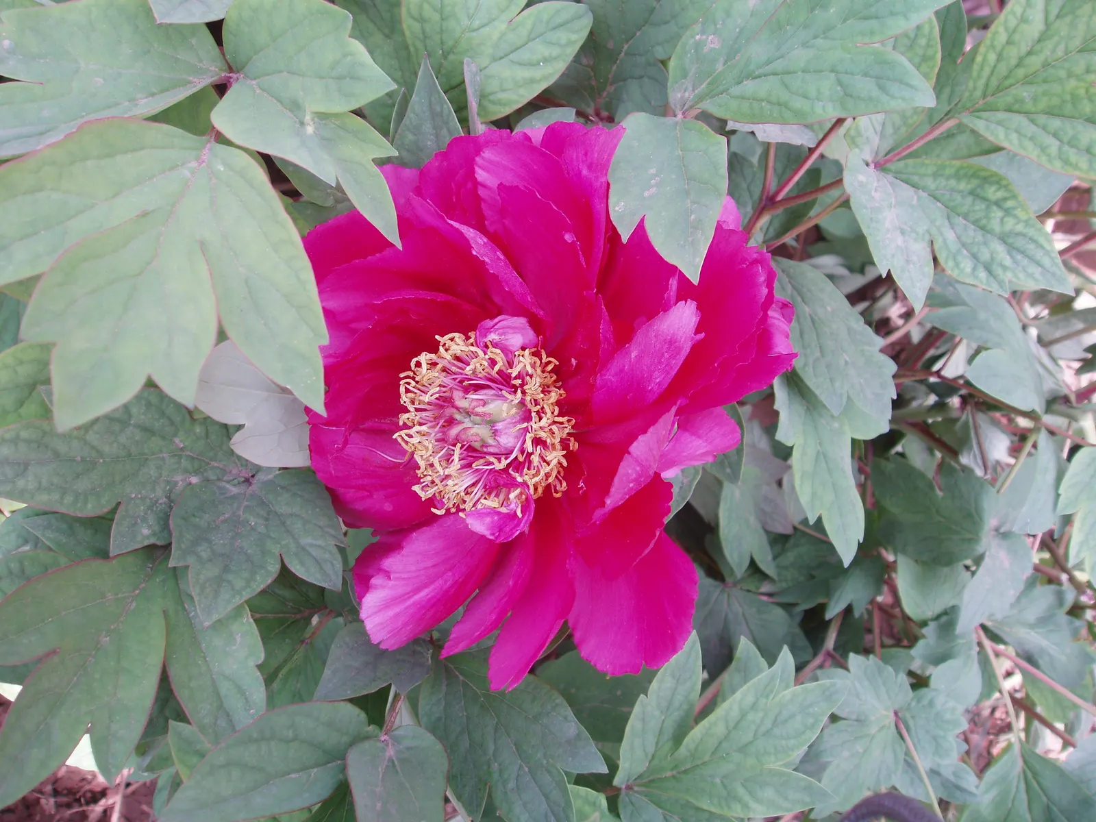 Japanese Tree Peony (Paeonia Suffruticosa) — Minimal maintenance is required; it thrives in USDA zones 4-8, prefers well-drained soil, and full sun to part
