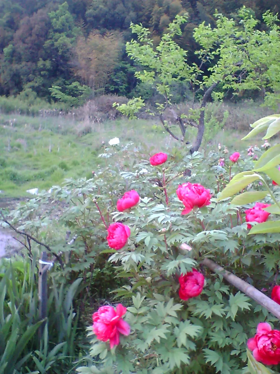 Japanese Tree Peony (Paeonia Suffruticosa) — known for its ornamental grandeur and captivating blooms; red and white flowers in the garden, image 71