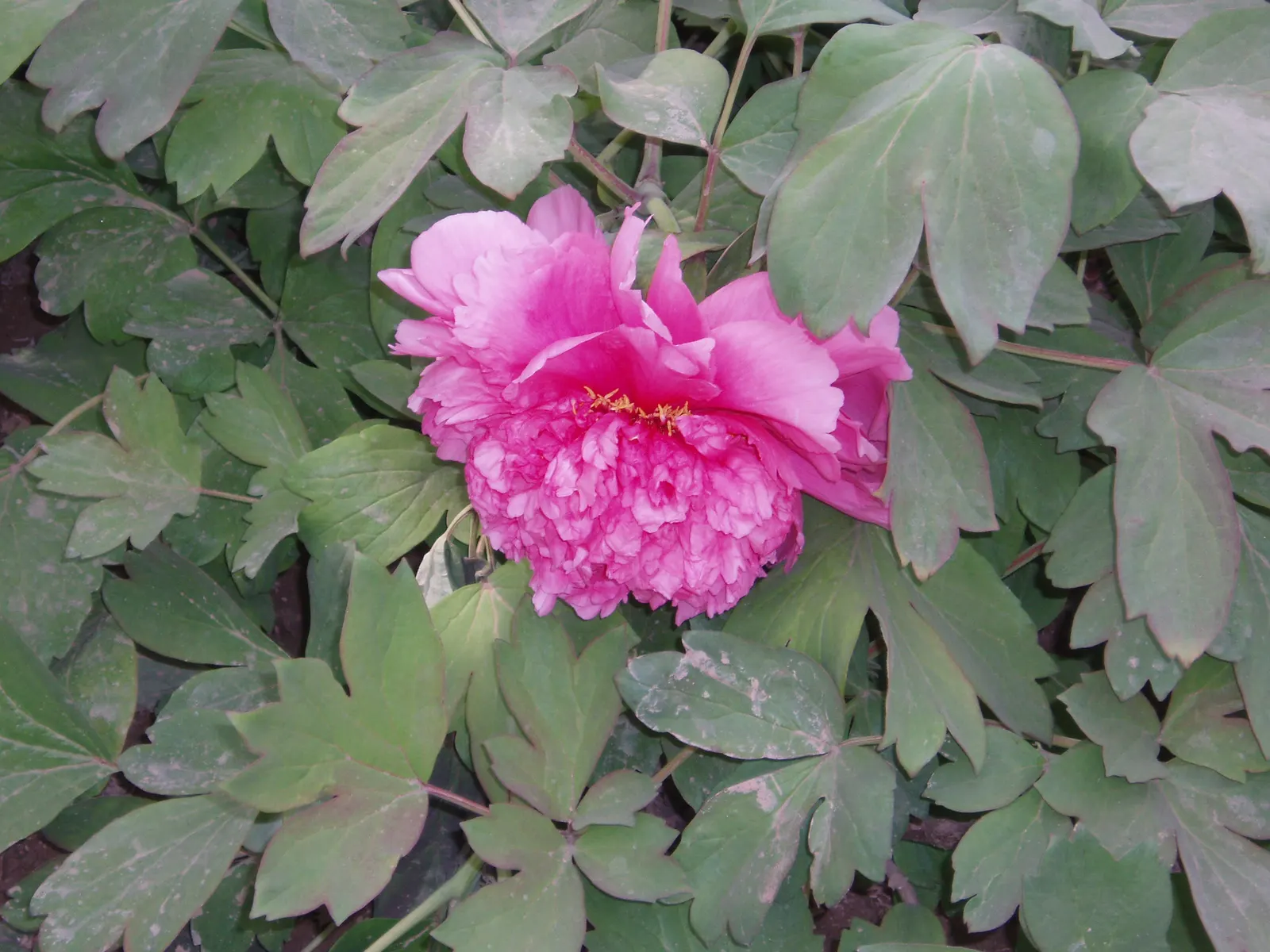 Japanese Tree Peony (Paeonia Suffruticosa) — Regular pruning to remove dead or weak stems will encourage healthier growth and more robust flowering, image 57