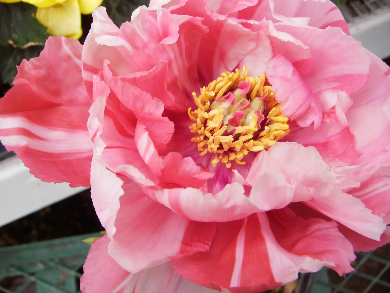 Japanese Tree Peony (Paeonia Suffruticosa) — These flowers are often richly colored in hues of pink, image 78