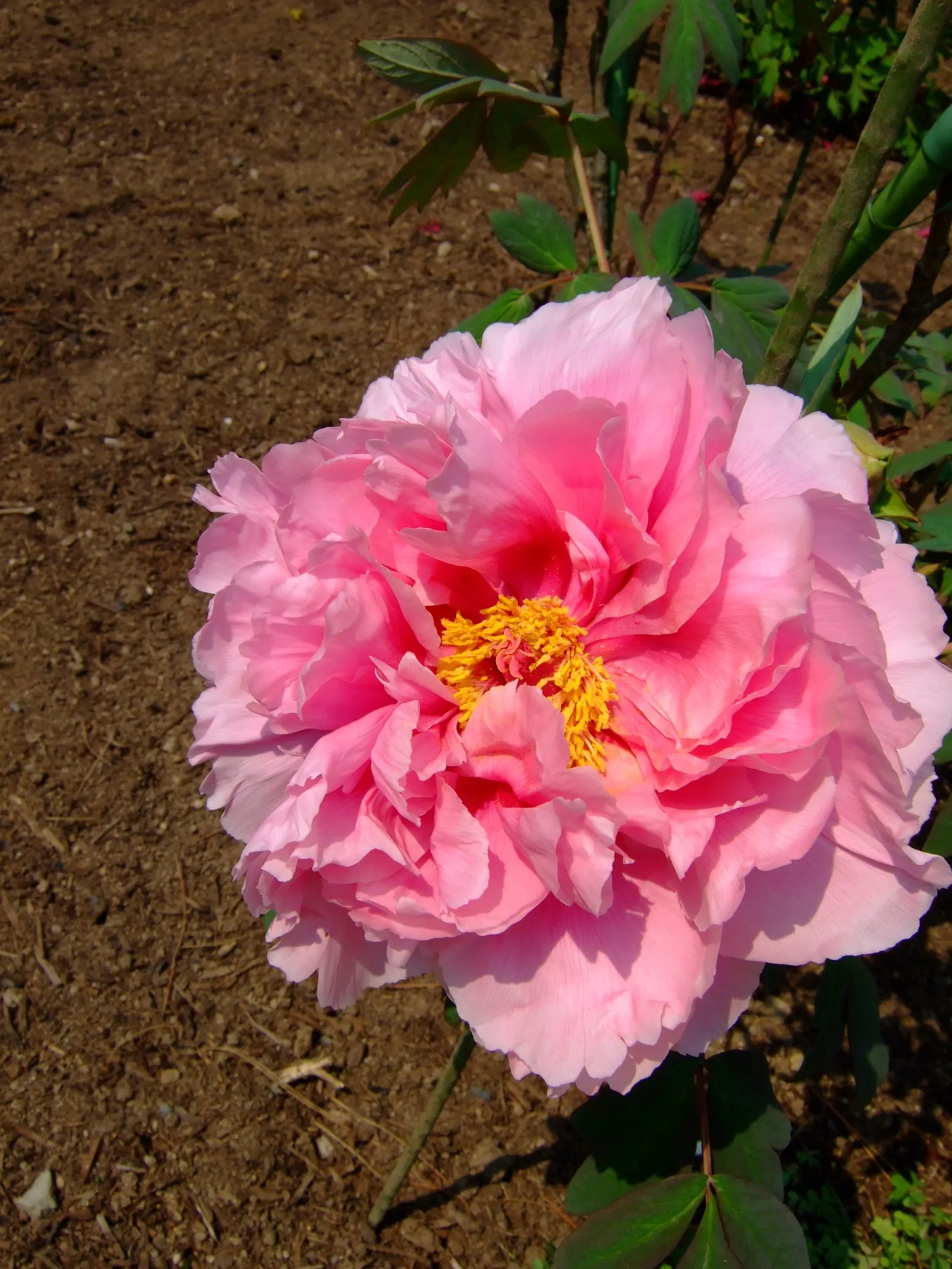 Japanese Tree Peony (Paeonia Suffruticosa) — This deciduous shrub typically reaches a mature height of 4 to 7 feet; plant in spring or fall, and, image 72