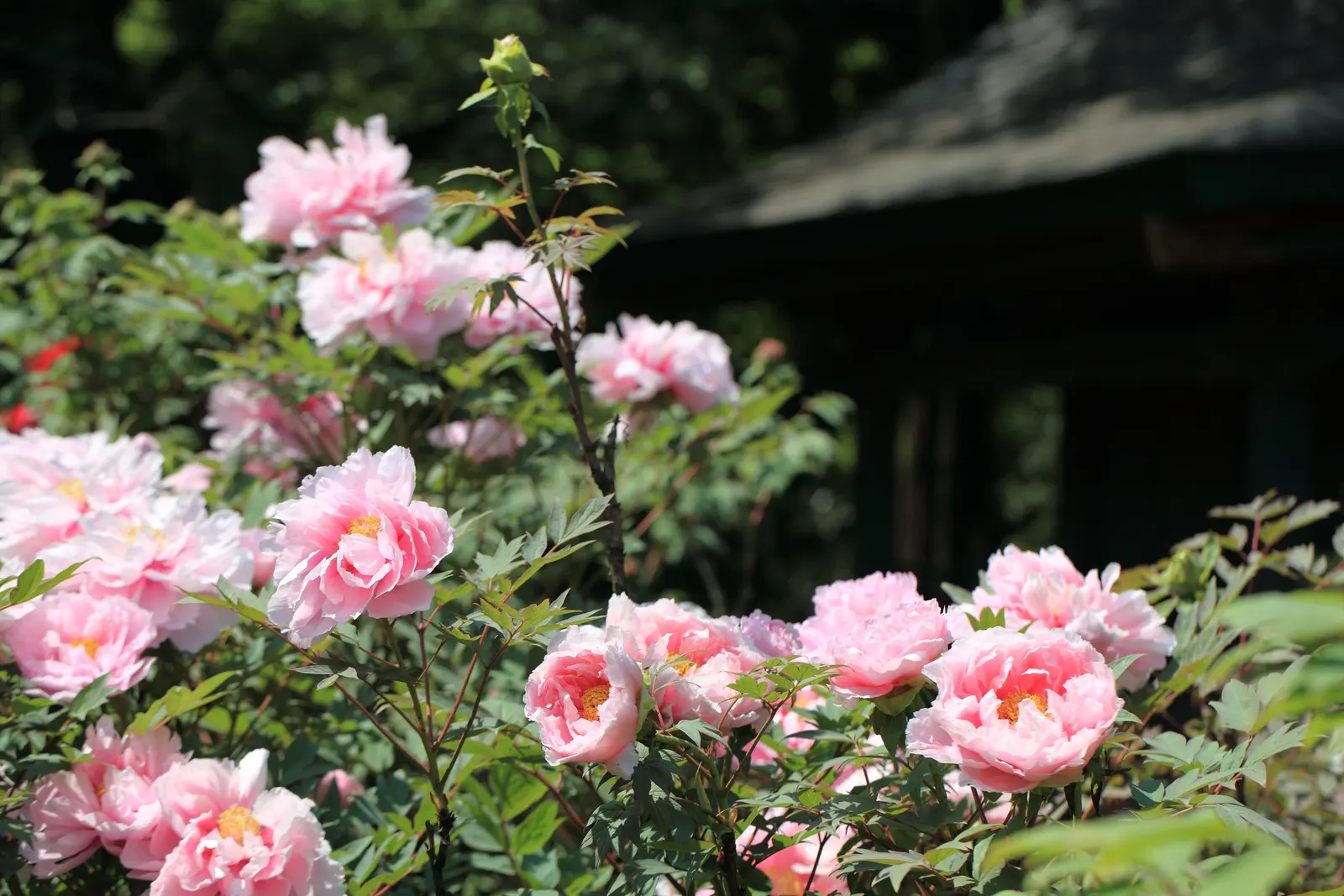 Japanese Tree Peony (Paeonia Suffruticosa) — although care should be taken to protect the plant from strong winds and heavy snowfall; this deciduous shrub