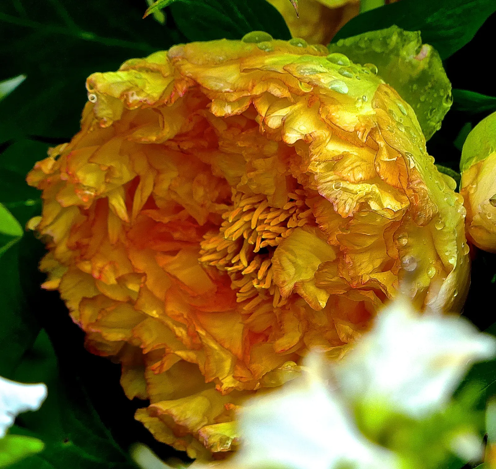 Japanese Tree Peony (Paeonia Suffruticosa) — which can damage the branches and blossoms; thus attracting pollinators such as bees and butterflies.<br><br>For
