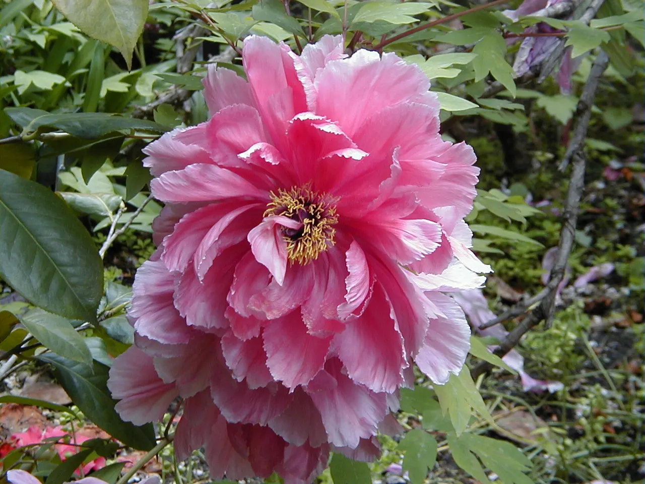 Japanese Tree Peony (Paeonia Suffruticosa) — red and white flowers in the garden; a focal point of the plant