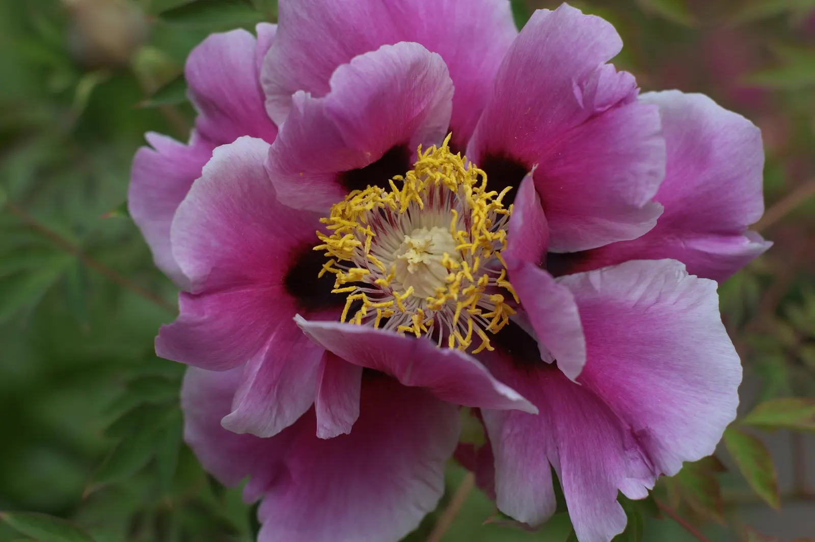 Japanese Tree Peony (Paeonia Suffruticosa) — Plant in spring or fall, and ensure proper spacing for adequate air circulation; the Japanese Tree, image 67