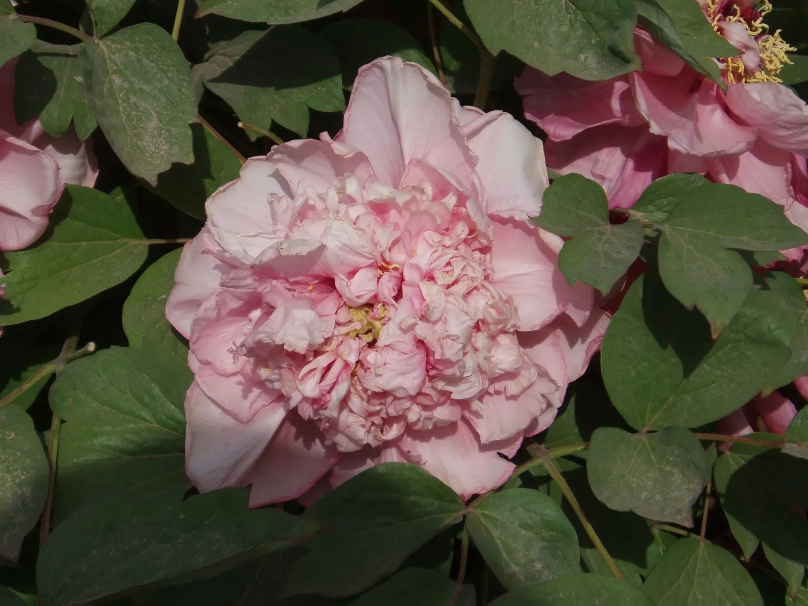 Japanese Tree Peony (Paeonia Suffruticosa) — perennial with red and white blooms; the blooms will be more prolific and vibrant.<br><br>Hardy in USDA zones 4