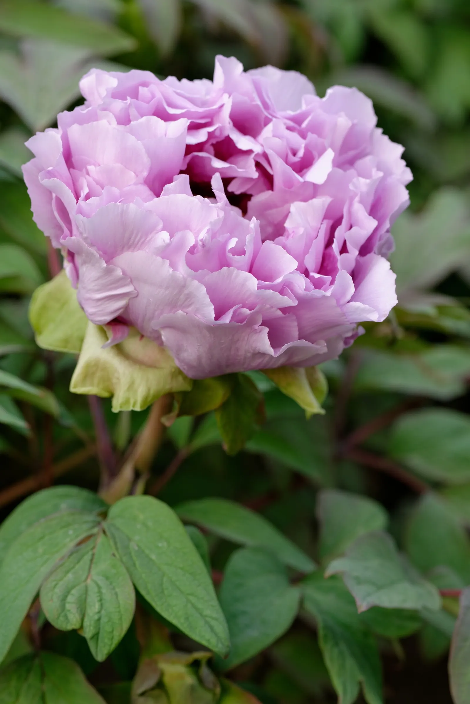 Japanese Tree Peony (Paeonia Suffruticosa) — This deciduous shrub typically reaches a mature height of 4 to 7 feet