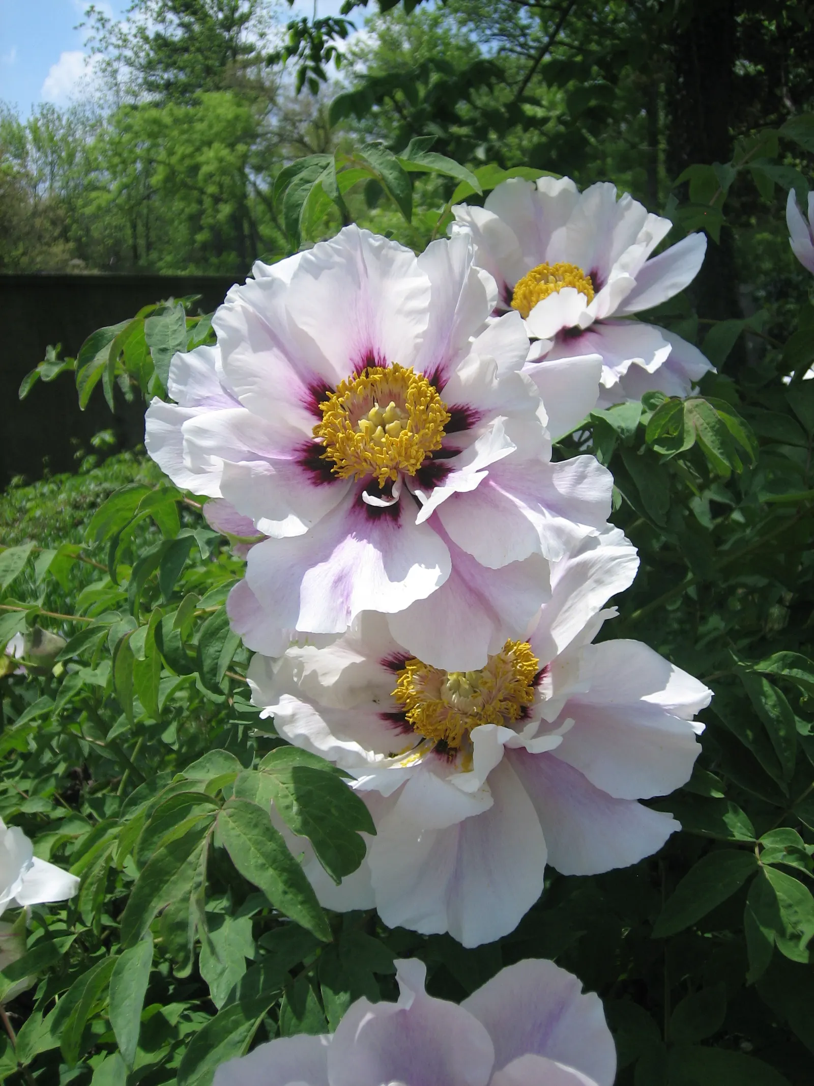 Japanese Tree Peony (Paeonia Suffruticosa) — thus attracting pollinators such as bees and butterflies.<br><br>For optimal growth; minimal, image 79