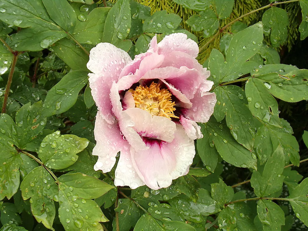 Japanese Tree Peony (Paeonia Suffruticosa) — offering a lush backdrop for the extravagant flowers that emerge in late spring.<br><br>The blossoms, image 75