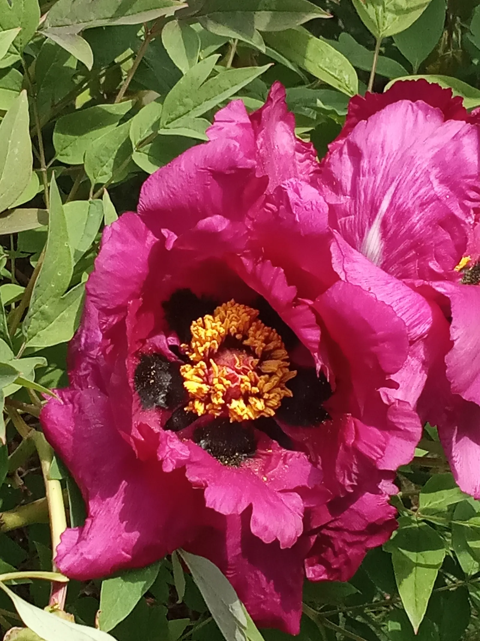 Japanese Tree Peony (Paeonia Suffruticosa) — providing a stately presence in a garden setting; its foliage is dark green and deeply lobed, image 73