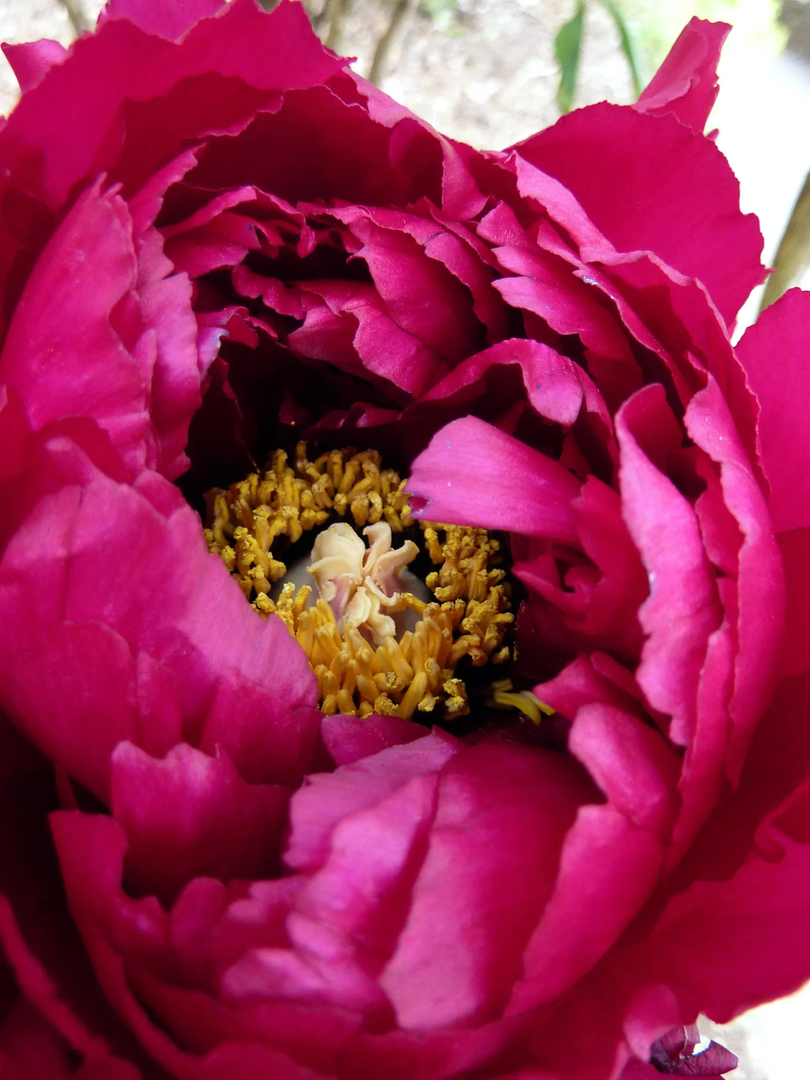 Japanese Tree Peony (Paeonia Suffruticosa) — Its foliage is dark green and deeply lobed; with a slight preference for neutral to slightly alkaline, image 74