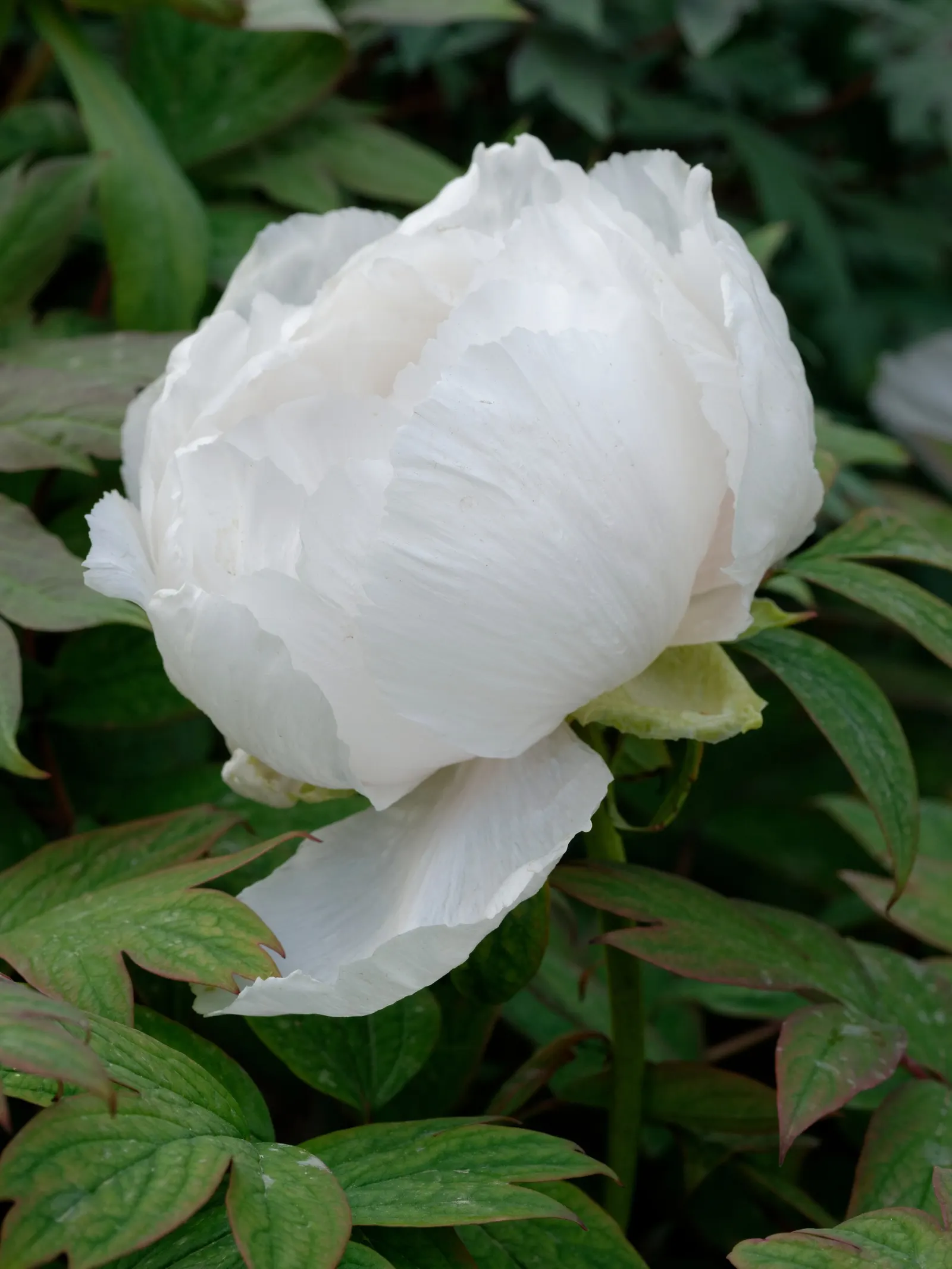Japanese Tree Peony (Paeonia Suffruticosa) — with a slight preference for neutral to slightly alkaline conditions; a stunning focal point in any garden design