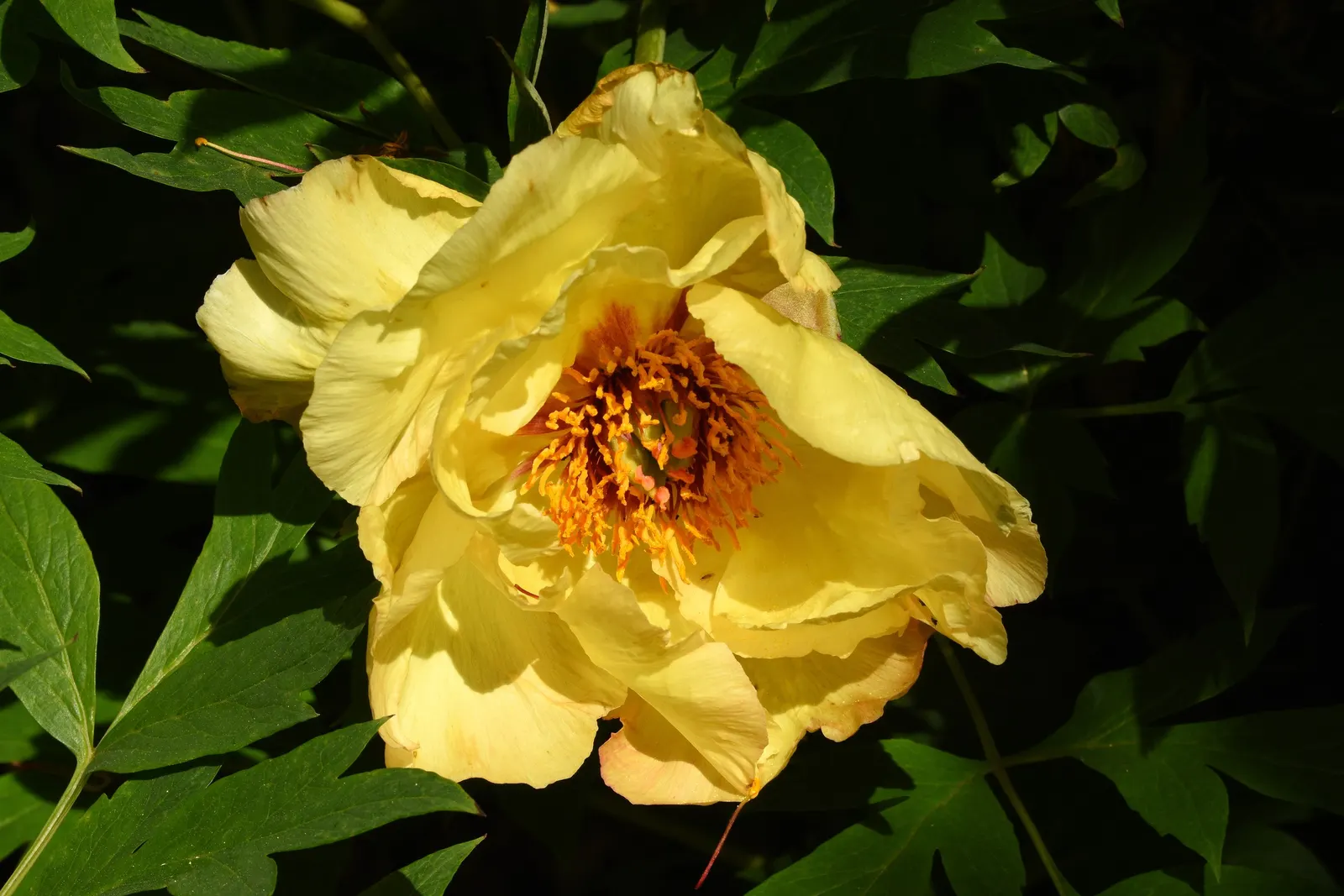 Japanese Tree Peony (Paeonia Suffruticosa) — It thrives in USDA zones 4-8, prefers well-drained soil, and full sun to part shade; the Japanese Tree, image 65