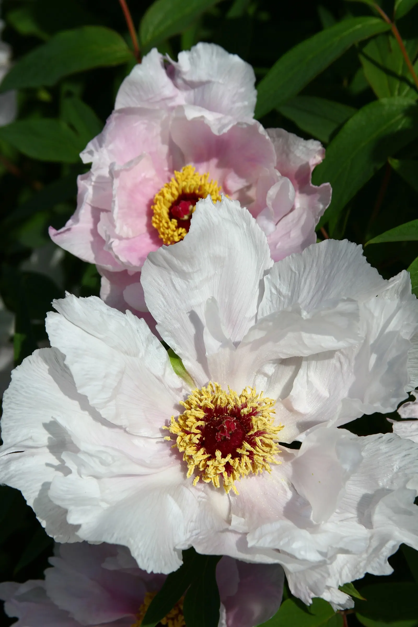Japanese Tree Peony (Paeonia Suffruticosa) — extravagant blooms that can reach up to 10 inches; providing a stately presence in a garden setting, image 64
