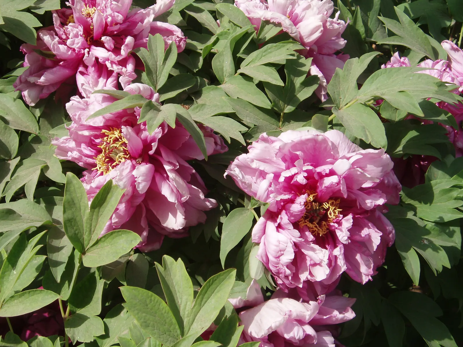 Japanese Tree Peony (Paeonia Suffruticosa) — It should be planted in a location that offers full sun to partial shade; offering a lush backdrop for the