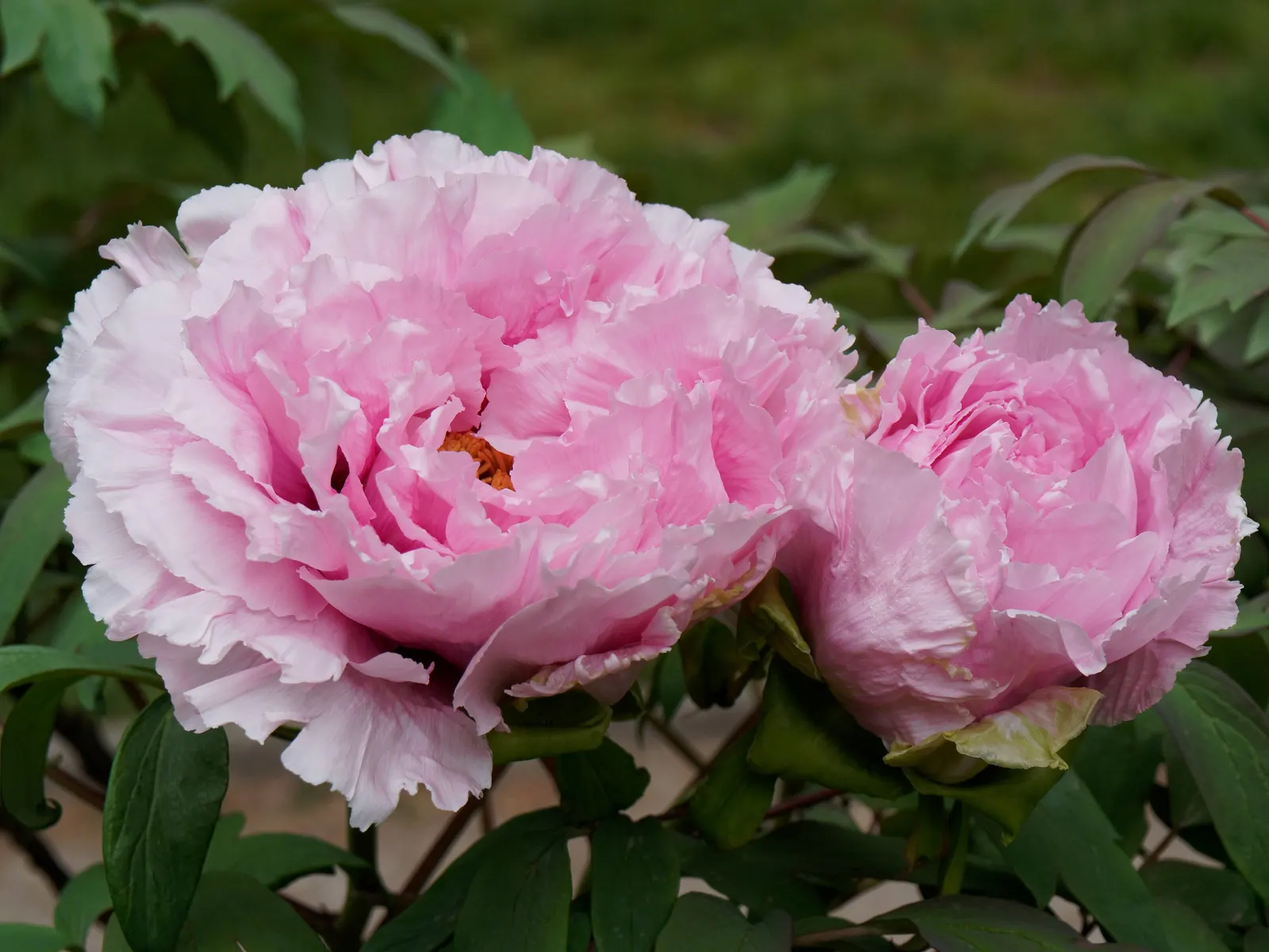 Japanese Tree Peony (Paeonia Suffruticosa) — A stunning focal point in any garden design; is a prized specimen in landscape design, image 99