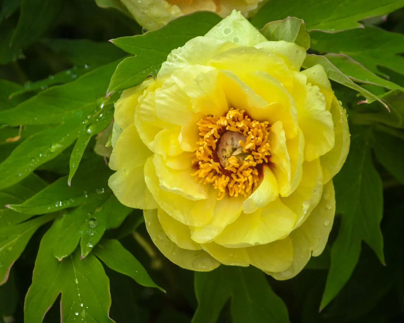 Japanese Tree Peony (Paeonia Suffruticosa) — perennial for half; making it a wise choice for a serene and elegant landscape design