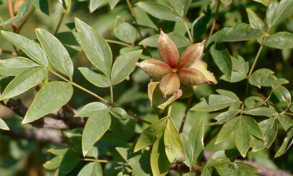 Japanese Tree Peony (Paeonia Suffruticosa) — The Japanese Tree Peony is not only visually striking but also has the added benefit of being deer, image 58