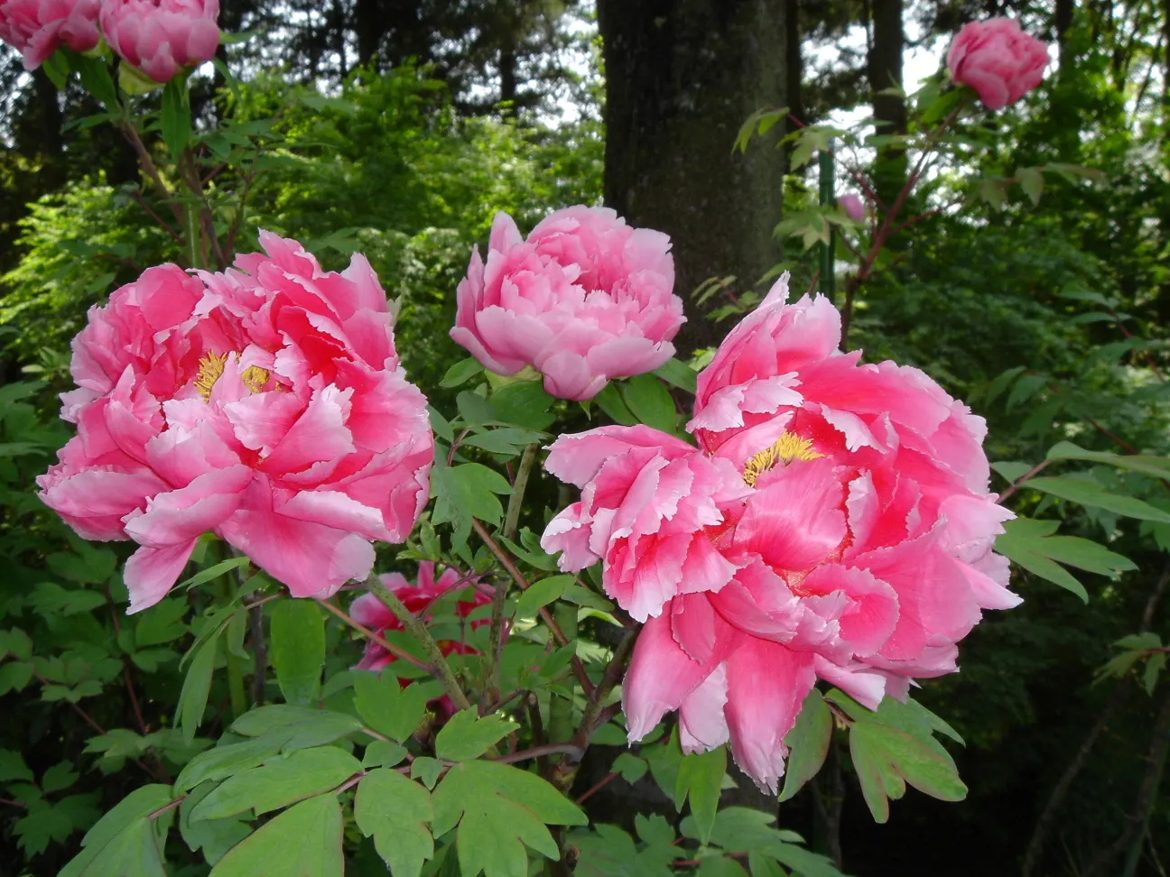 Japanese Tree Peony (Paeonia Suffruticosa) — offering a lush backdrop for the extravagant flowers that emerge in late spring.<br><br>The blossoms