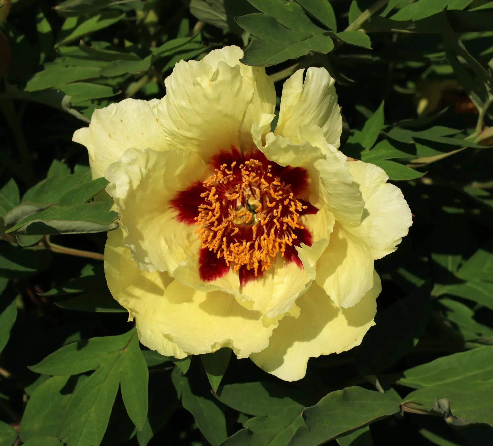 Japanese Tree Peony (Paeonia Suffruticosa) — can span an impressive 6 to 12 inches in diameter; known for its ornamental grandeur and captivating blooms