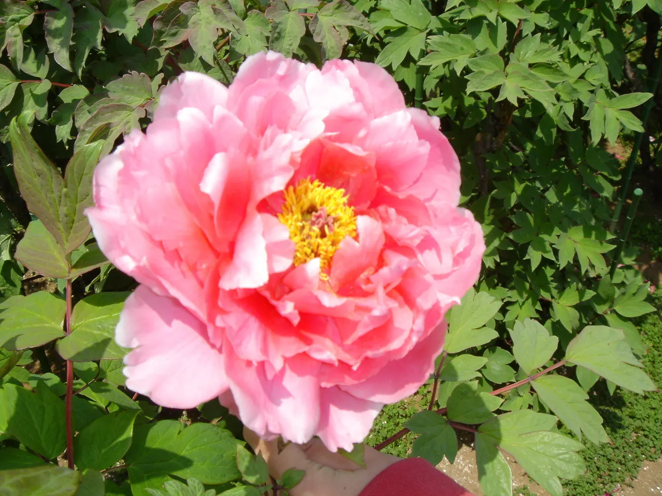 Japanese Tree Peony (Paeonia Suffruticosa) — It thrives in USDA zones 4-8, prefers well-drained soil, and full sun to part shade