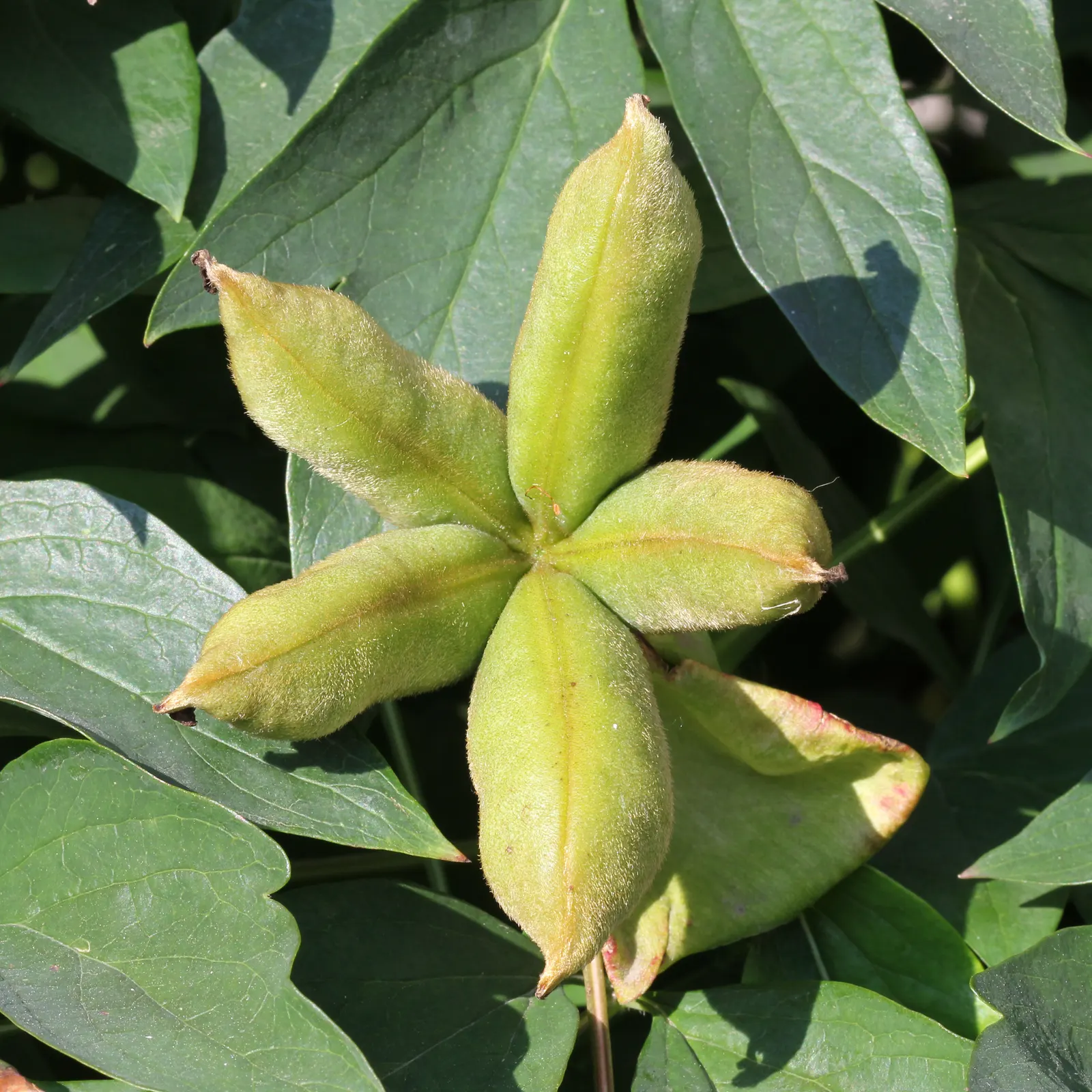 Japanese Tree Peony (Paeonia Suffruticosa) — which can damage the branches and blossoms