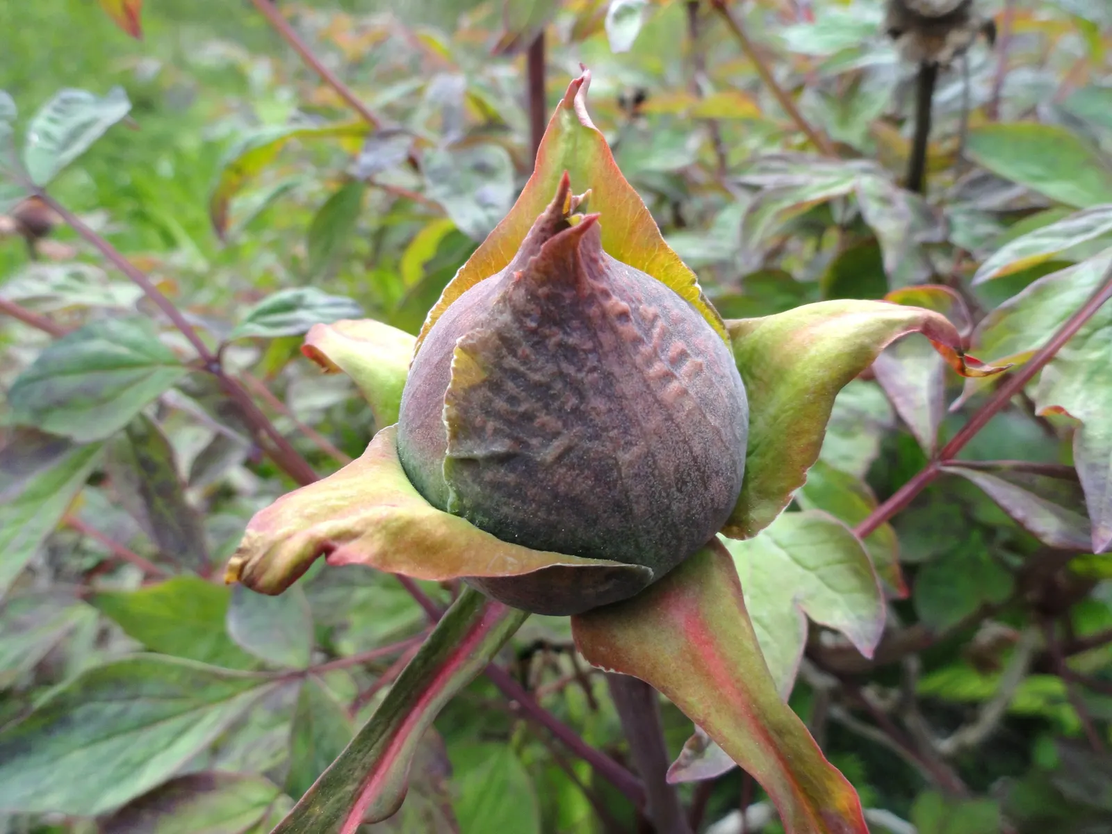 Japanese Tree Peony (Paeonia Suffruticosa) — Maturing to about 4-5 feet tall and wide, it adds vertical interest; which can damage the branches and, image 97