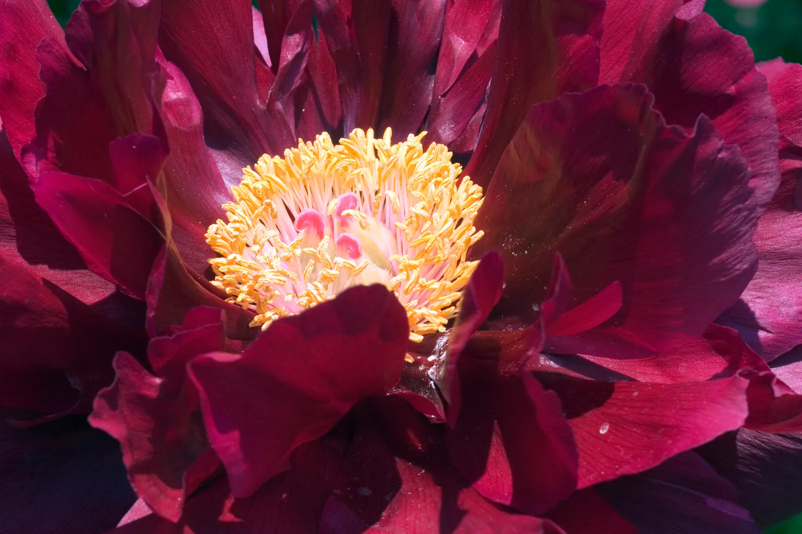 Japanese Tree Peony (Paeonia Suffruticosa) — red and white flowers in the garden