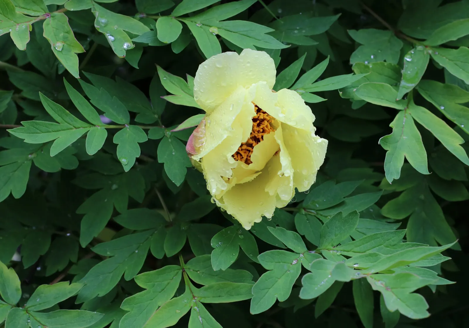 Japanese Tree Peony (Paeonia Suffruticosa) — It should be planted in a location that offers full sun to partial shade