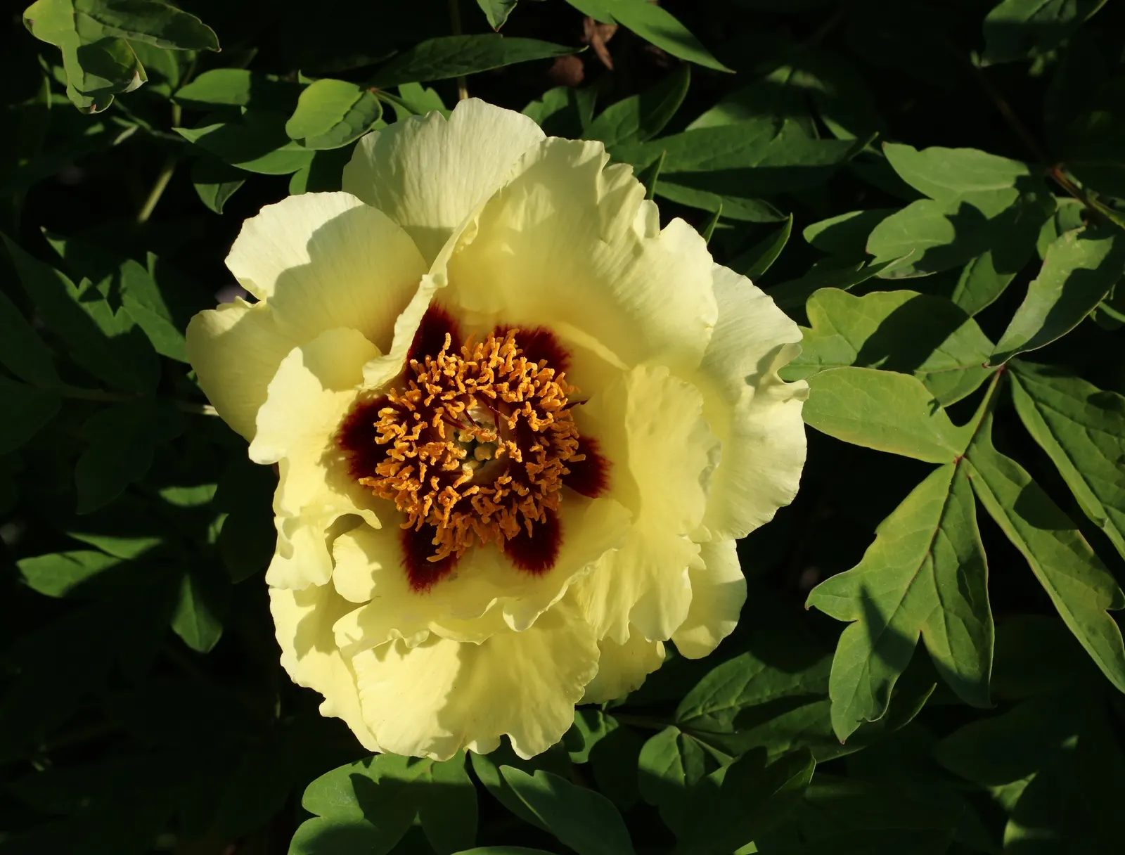 Japanese Tree Peony (Paeonia Suffruticosa) — Plant in spring or fall, and ensure proper spacing for adequate air circulation; the Japanese Tree, image 98