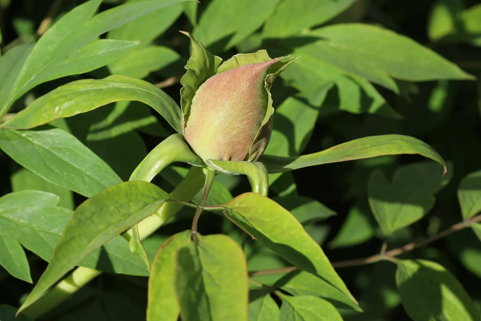 Japanese Tree Peony (Paeonia Suffruticosa) — a focal point of the plant; extravagant blooms that can reach up to 10 inches