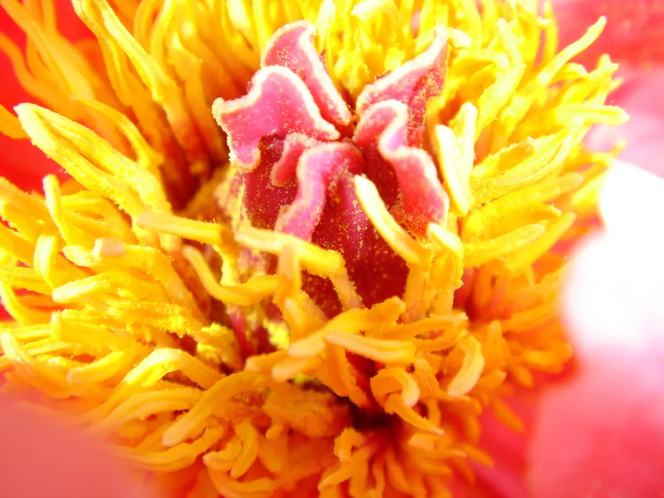 Japanese Tree Peony (Paeonia Suffruticosa) — can span an impressive 6 to 12 inches in diameter
