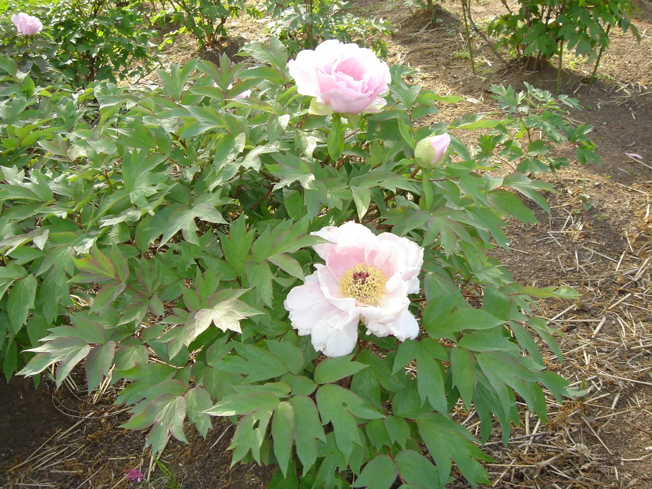 Japanese Tree Peony (Paeonia Suffruticosa) — Maturing to about 4-5 feet tall and wide, it adds vertical interest