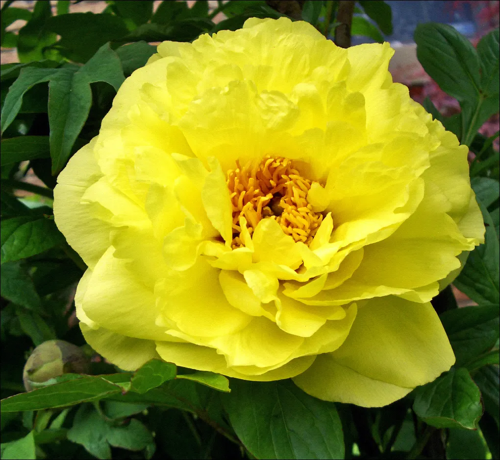 Japanese Tree Peony (Paeonia Suffruticosa) — These flowers are often richly colored in hues of pink