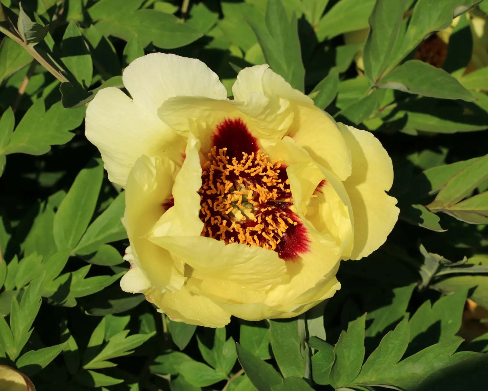 Japanese Tree Peony (Paeonia Suffruticosa) — Minimal maintenance is required; it thrives in USDA zones 4-8, prefers well-drained soil, and full sun, image 85