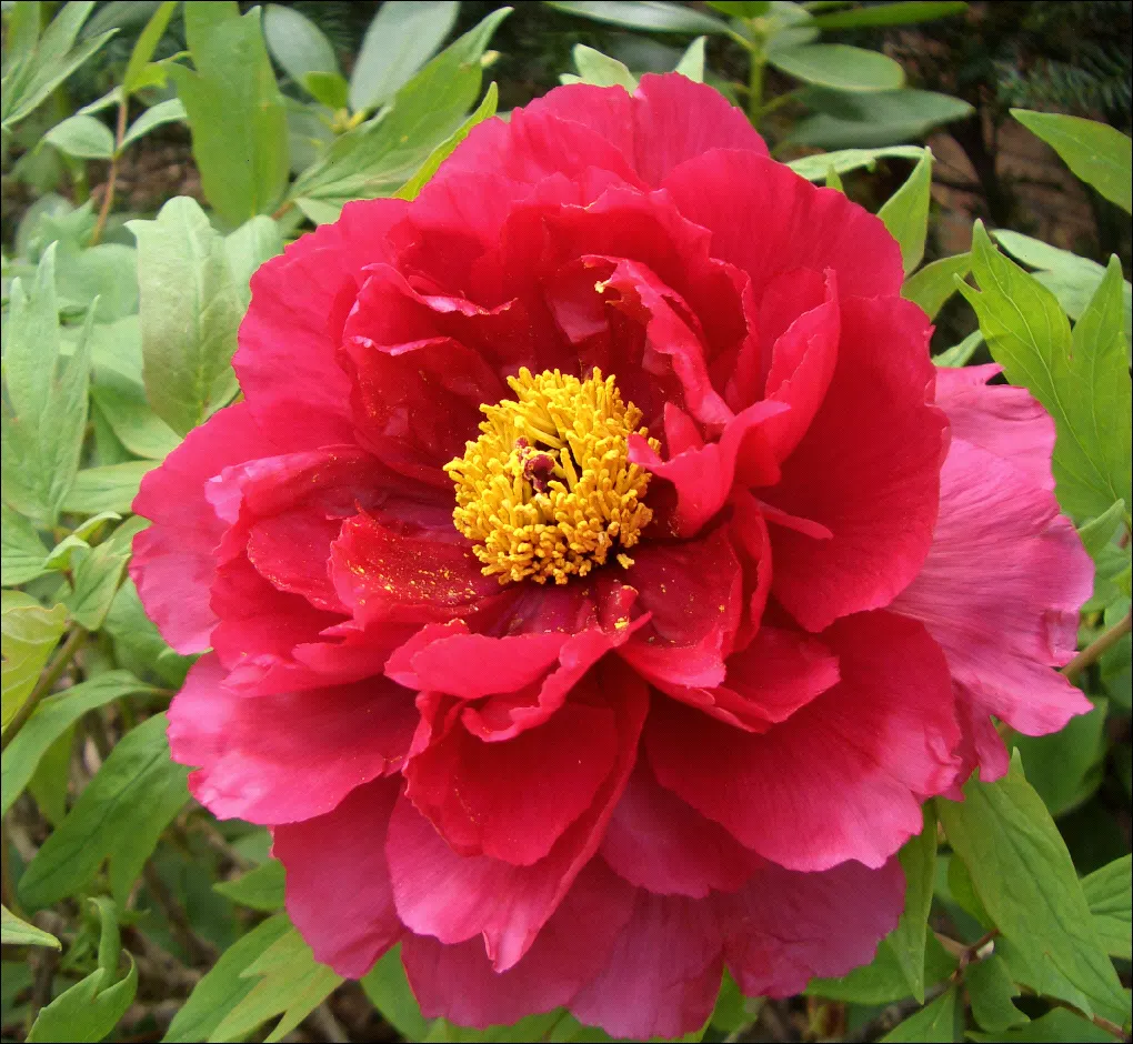 Japanese Tree Peony (Paeonia Suffruticosa) — the blooms will be more prolific and vibrant.<br><br>Hardy in USDA zones 4 through 8