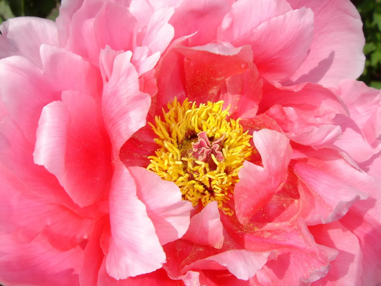 Japanese Tree Peony (Paeonia Suffruticosa) — Its foliage is dark green and deeply lobed