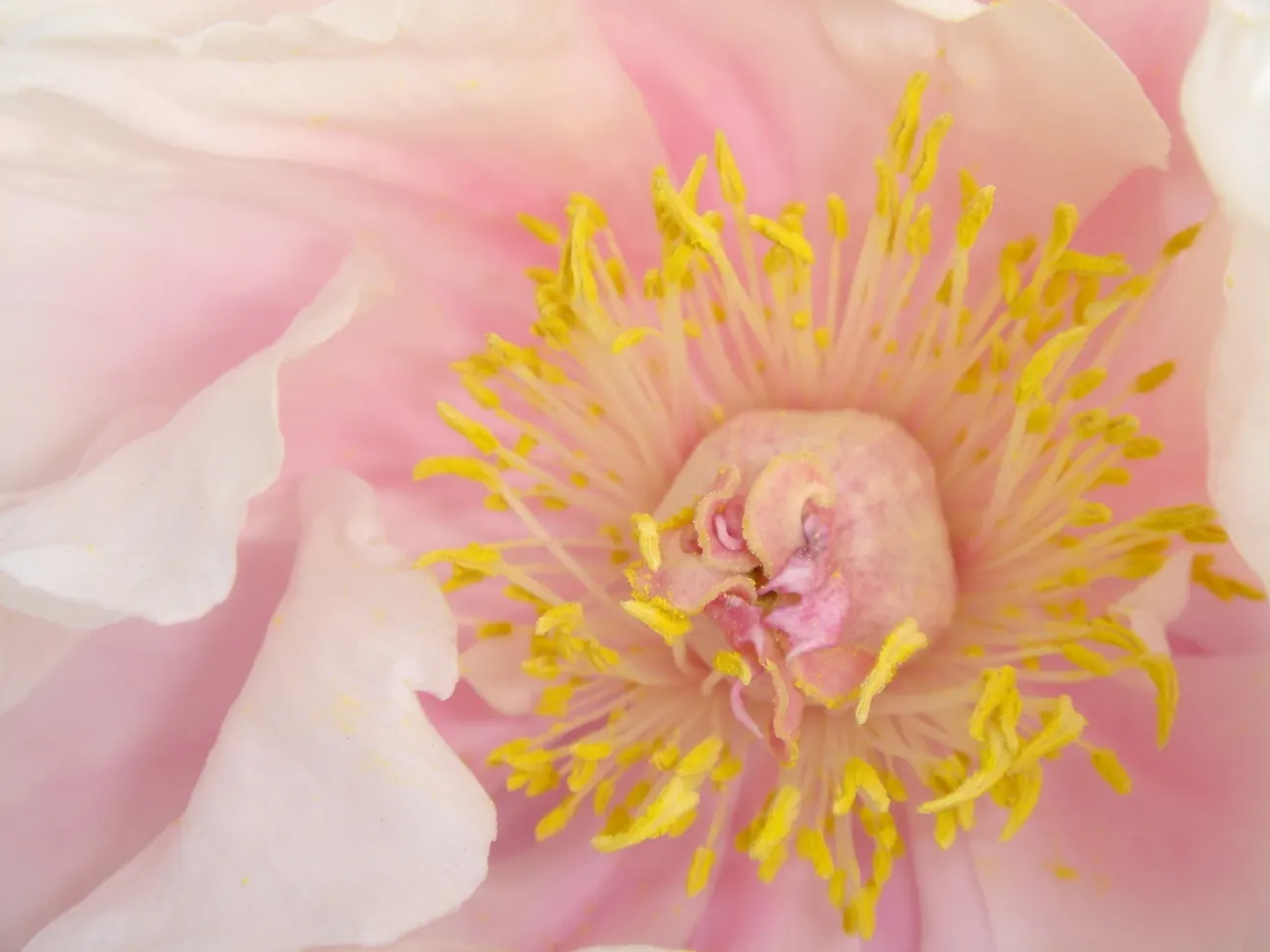 Japanese Tree Peony (Paeonia Suffruticosa) — a focal point of the plant