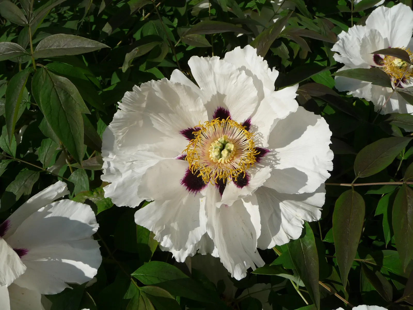 Japanese Tree Peony (Paeonia Suffruticosa) — the Japanese Tree Peony requires well-draining soil rich in organic matter; perennial with red and white blooms