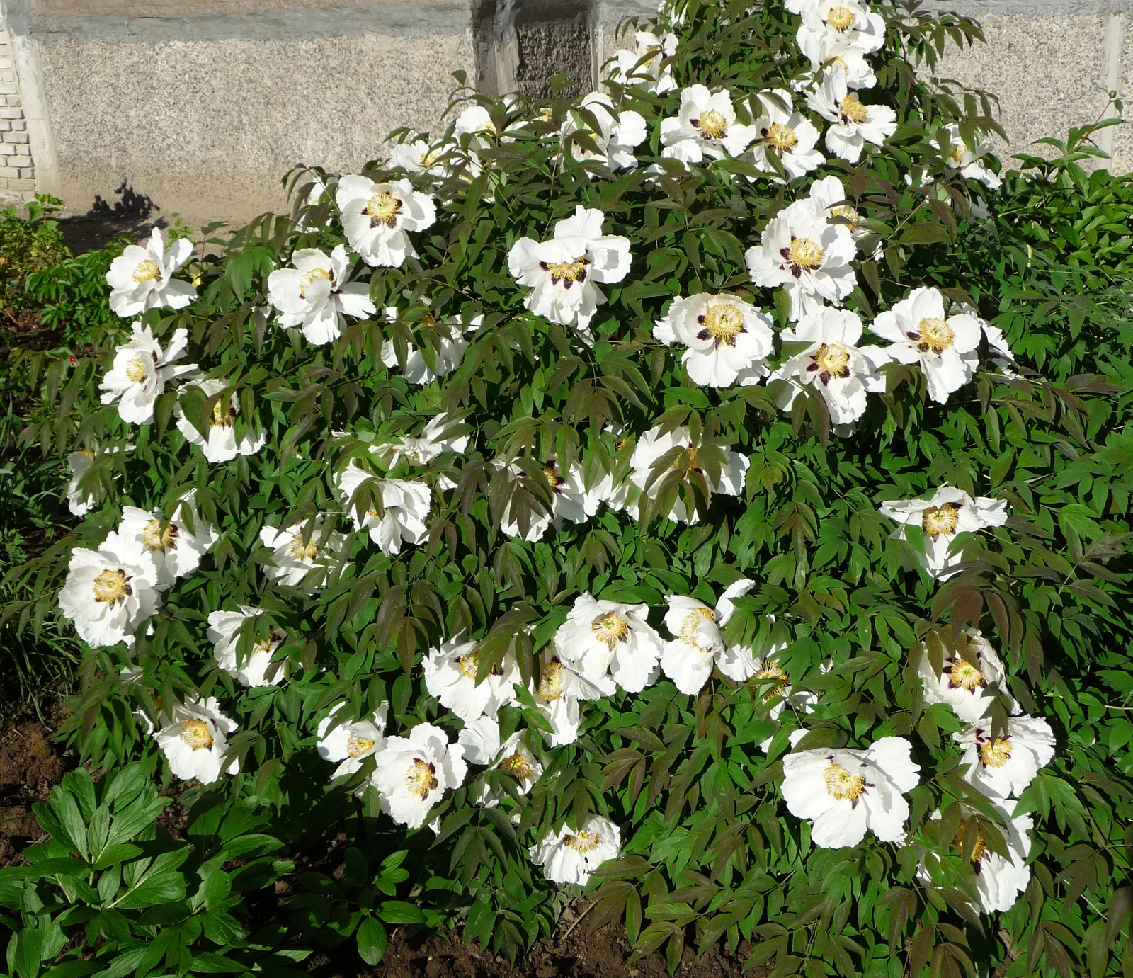 Japanese Tree Peony (Paeonia Suffruticosa) — is a prized specimen in landscape design; this species is considerably frost tolerant once established, image 70
