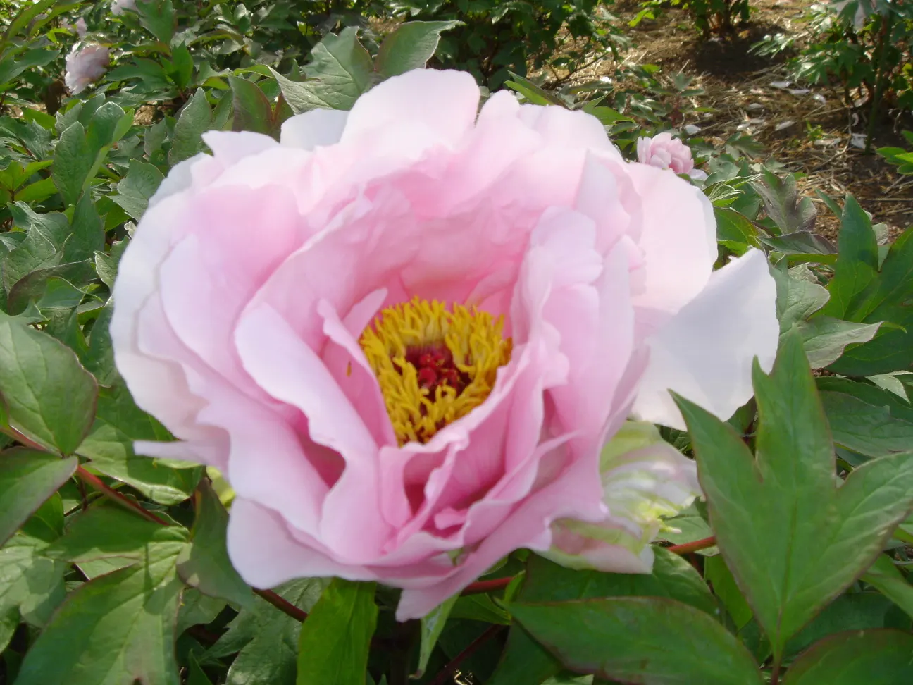 Japanese Tree Peony (Paeonia Suffruticosa) — this species is considerably frost tolerant once established; the Japanese Tree Peony is not only, image 84